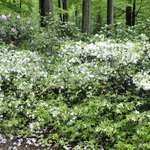 Rhododendron Carolinianum — photo 3