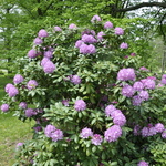 Rhododendron cat. 'Boursault' — photo 3