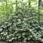 Rhododendron cat. 'English Roseum — photo 2