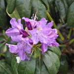 Rhododendron catawbiense Lees Dark Purple — photo 3