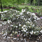 Rhododendron Crete — photo 3