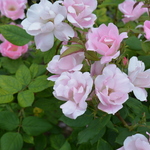 Rosa 'Blush Knock Out' — photo 3