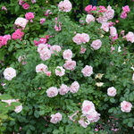 Rosa Bonica Meidiland — photo 2
