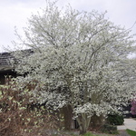 Amelanchier x grand. 'Robin Hill' — photo 2