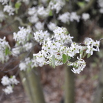 Amelanchier x grand. 'Robin Hill' — photo 3