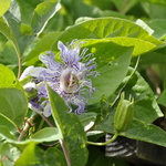 Schisandra Fruiting Magnolia Vine — photo 1