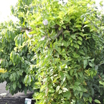 Schisandra Fruiting Magnolia Vine — photo 2