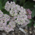 Sedum Vera Jameson — photo 1