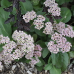 Sedum Vera Jameson — photo 2