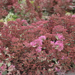 Sedum Vera Jameson — photo 3