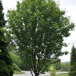 Sorbus aucuparia Black Hawk — photo 1