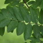 Sorbus aucuparia Black Hawk — photo 2