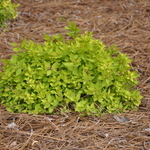 Spirea Dakata Gold Charm — photo 2