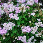 Spirea japonica 'Little Princess' — photo 3