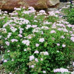 Spirea japonica 'Little Princess' — photo 4