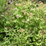 Spirea japonica 'Magic Carpet' — photo 2
