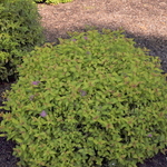 Spirea japonica 'Magic Carpet' — photo 3