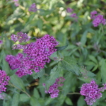 Spirea japonica 'Neon Flash' — photo 1