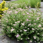 Spirea japonica 'Shirobana' — photo 1