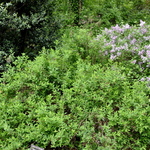 Spirea japonica 'Shirobana' — photo 2