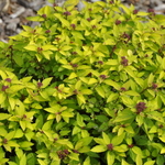 Spirea x bumalda 'Goldflame' — photo 2