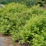 Spirea x bumalda 'Goldflame' — photo 3