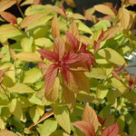 Spirea x bumalda 'Goldflame' — photo 4