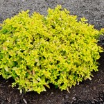Spirea x 'Goldmound' — photo 1