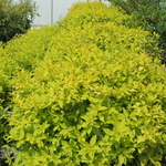 Spirea x 'Goldmound' — photo 2