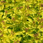 Spirea x 'Goldmound' — photo 3