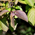 Stewartia pseudocamellia — photo 1