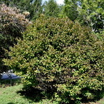 Stewartia pseudocamellia — photo 2