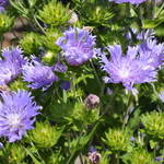 Stokesia 'Peachie's Pick' (BLUE) — photo 1