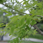 Styphnolobium japonicum Regent — photo 1