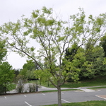 Styphnolobium japonicum Regent — photo 3