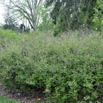 Syringa meyeri 'Palibin' — photo 2