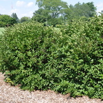 Syringa patula 'Miss Kim' — photo 1