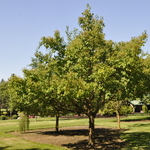 Syringa pekinensis 'China Snow' — photo 1