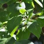 Syringa pekinensis 'China Snow' — photo 2