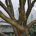 Syringa pekinensis 'China Snow' — photo 3