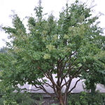 Syringa pekinensis 'China Snow' — photo 4