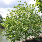 Syringa Pekinensis Summer Charm — photo 1