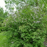 Syringa persica — photo 2