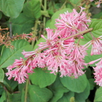 Syringa prestonae Miss Canada — photo 1