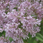 Syringa prestoniae James MacFarlane — photo 1