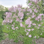 Syringa prestoniae James MacFarlane — photo 2