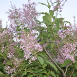 Syringa prestoniae James MacFarlane — photo 3