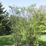 Syringa prestoniae James MacFarlane — photo 4