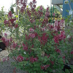 Syringa Tinkerbell — photo 2