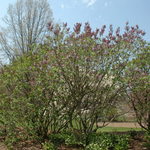 Syringa vulgaris Alphonse Lavalle — photo 2
